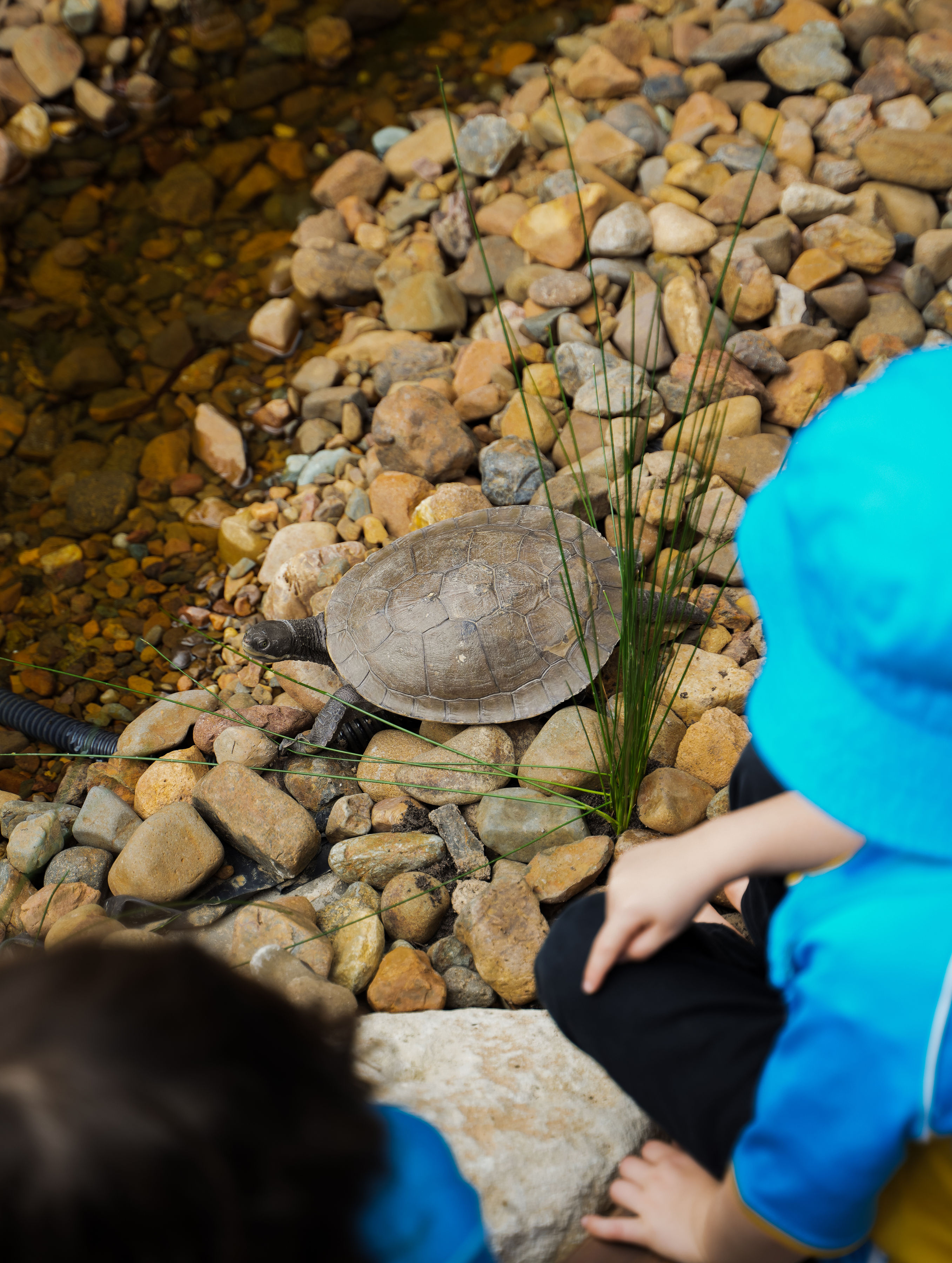Children observing Zinzi the turtle in her habitat