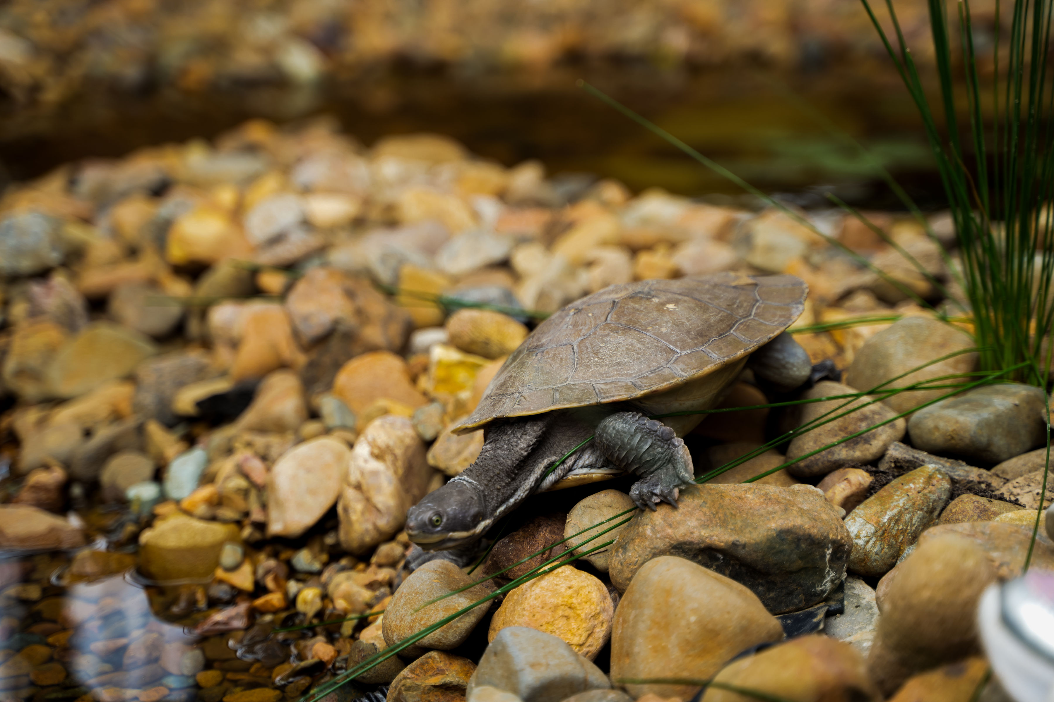 Zinzi the resident turtle in her purpose-built rock and water habitat