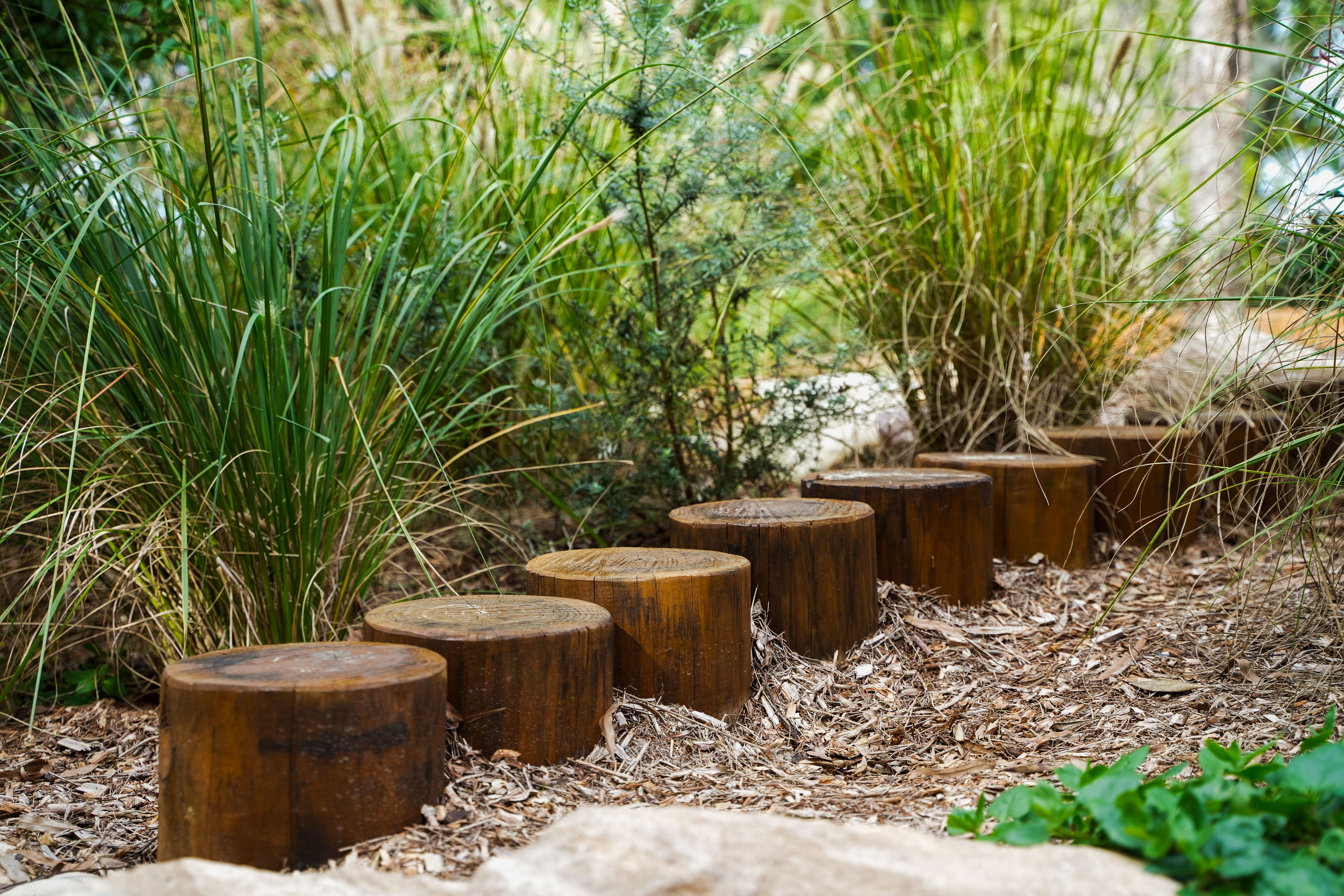 Timber log rounds forming a stepping trail through native grasses